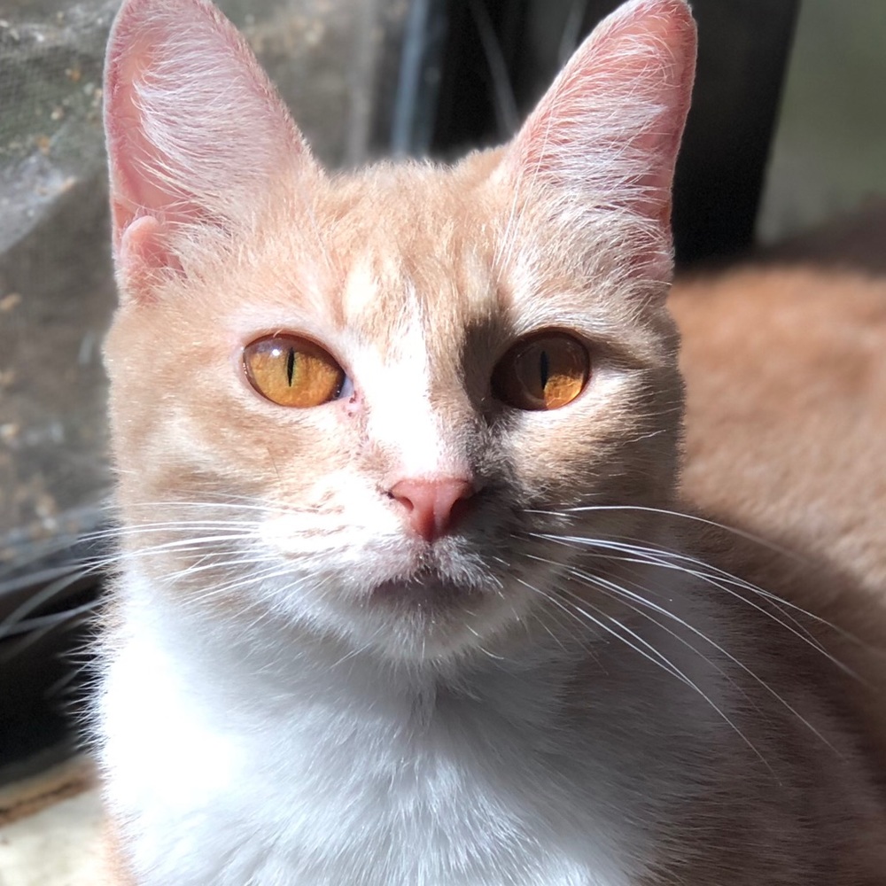 Meet your Posher, Noah